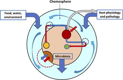 Microcins in Enterobacteriaceae: Peptide Antimicrobials in the Eco-Active Intestinal Chemosphere